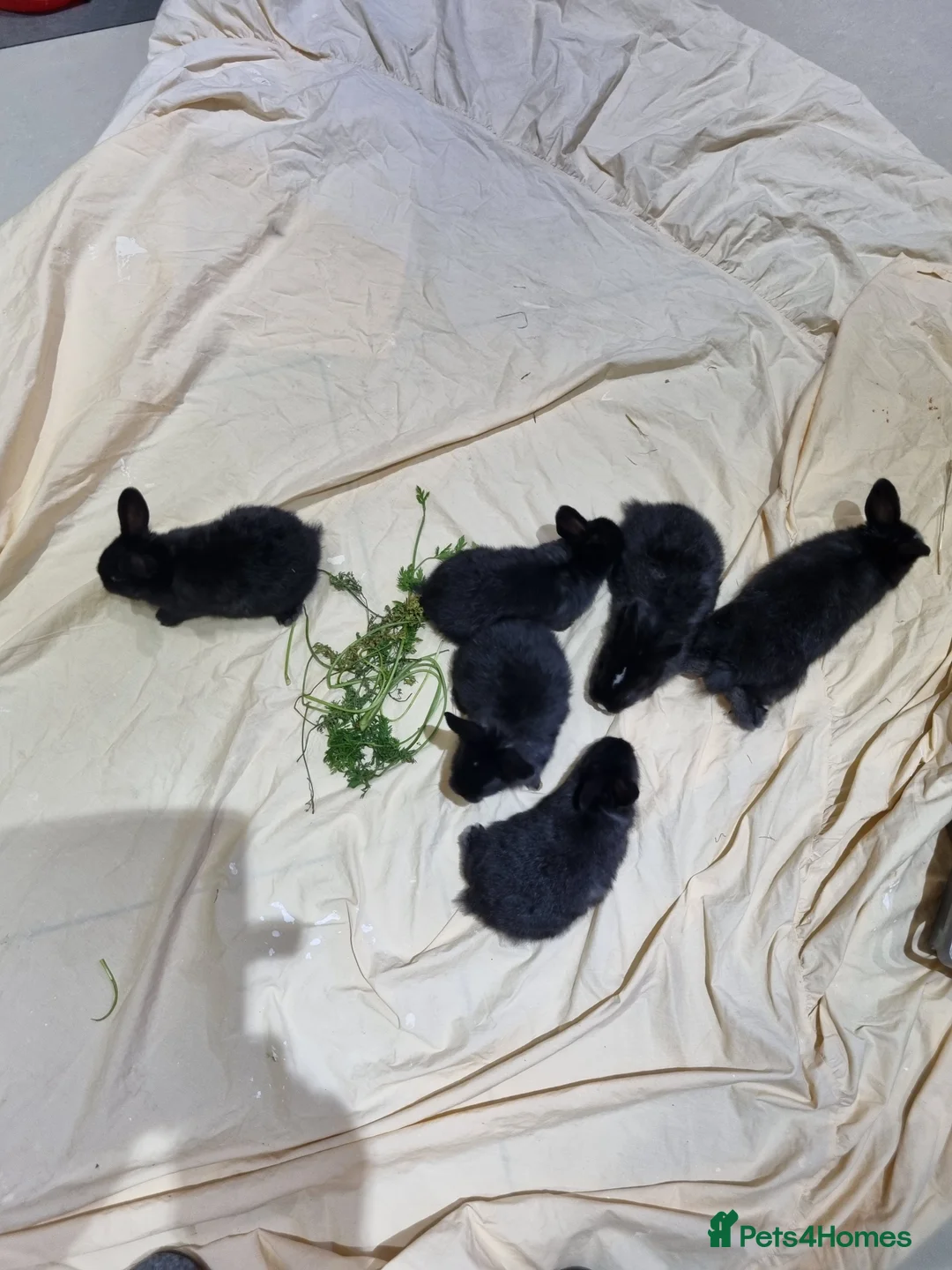 Silver Fox rabbits for sale: Silver Fox babies - Advert 9