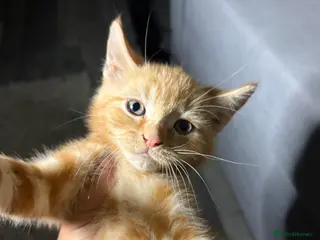 Mixed Breed cats X3 Mixed Ginger/Turkish Angora Kitten - Ready now - Advert 4