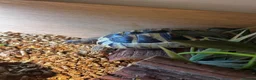 Hermann Tortoise reptiles for sale: Hermann tortoise  - Advert 3