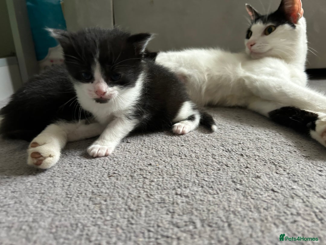 Mixed Breed cats for sale: Cute kittens  - Image 6