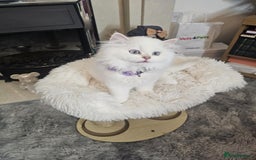 British Longhair cats for sale: Purebred British Longhair Boys-WCF Pedigree - Image 9