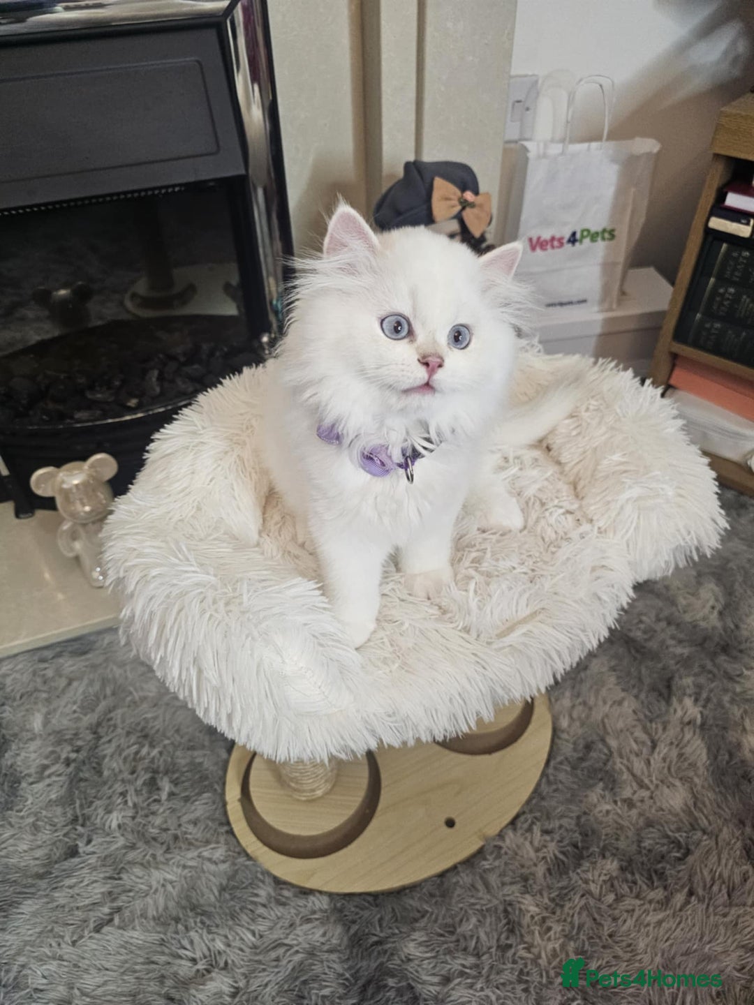 British Longhair cats for sale: Purebred British Longhair Boys-WCF Pedigree - Image 9
