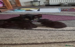 British Shorthair cats for sale: 3 very lively female Black kittens  - Image 3