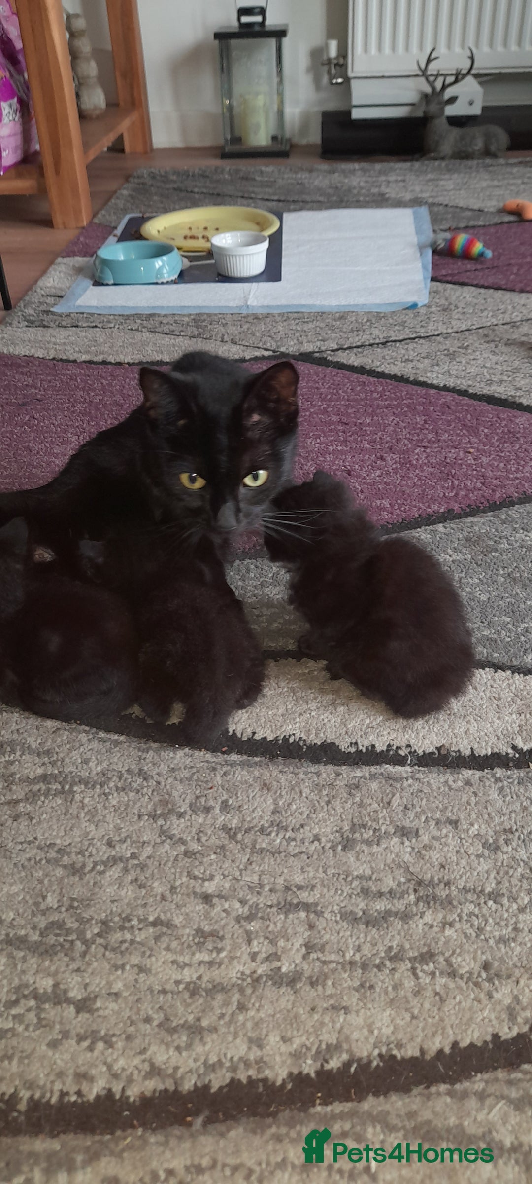British Shorthair cats for sale: 3 very lively female Black kittens  - Image 3