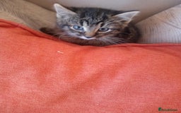 Mixed Breed cats for sale: 6 bonny kittens - Advert 6