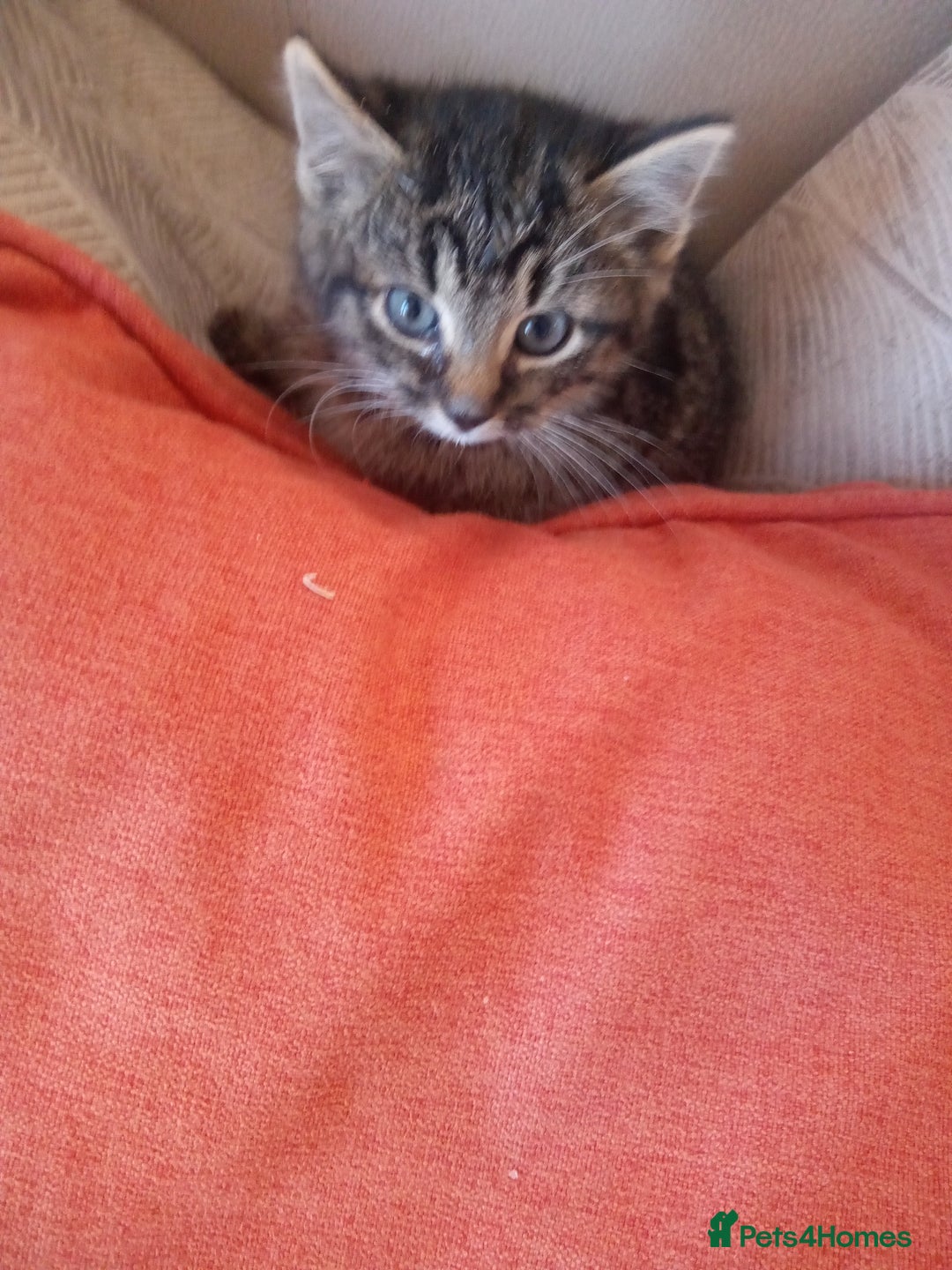 Mixed Breed cats for sale: 6 bonny kittens - Advert 6