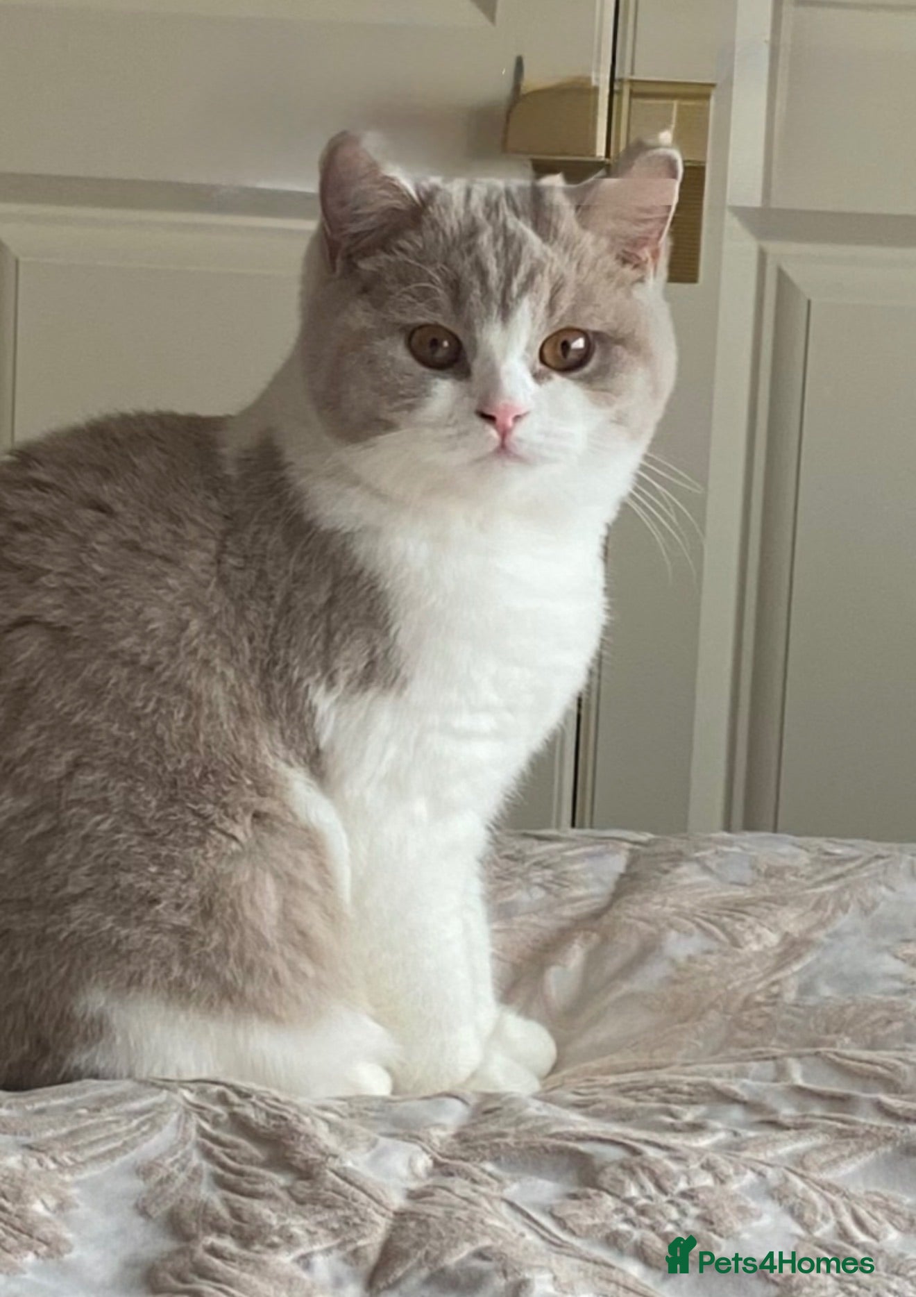 British Shorthair cats BSH Blue & White Boys , Lilac & White Girl - Advert 2