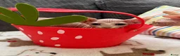 Sphynx cats for sale: Canadian Sphynx kittens READY NOW - Advert 7