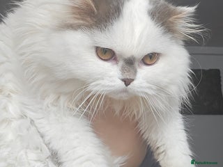 Scottish Fold cats A very beautiful Scottish Fold kitten - Advert 1