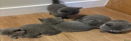 British Shorthair cats for sale: British Shorthair Kittens Berkshire - Advert 5