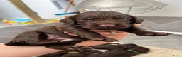 Cocker Spaniel dogs for sale: KC Working Cocker Spaniel Pups - Liver/Chocolate in Wimborne - Advert 5
