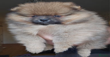 Pomeranian dogs - Advert 13