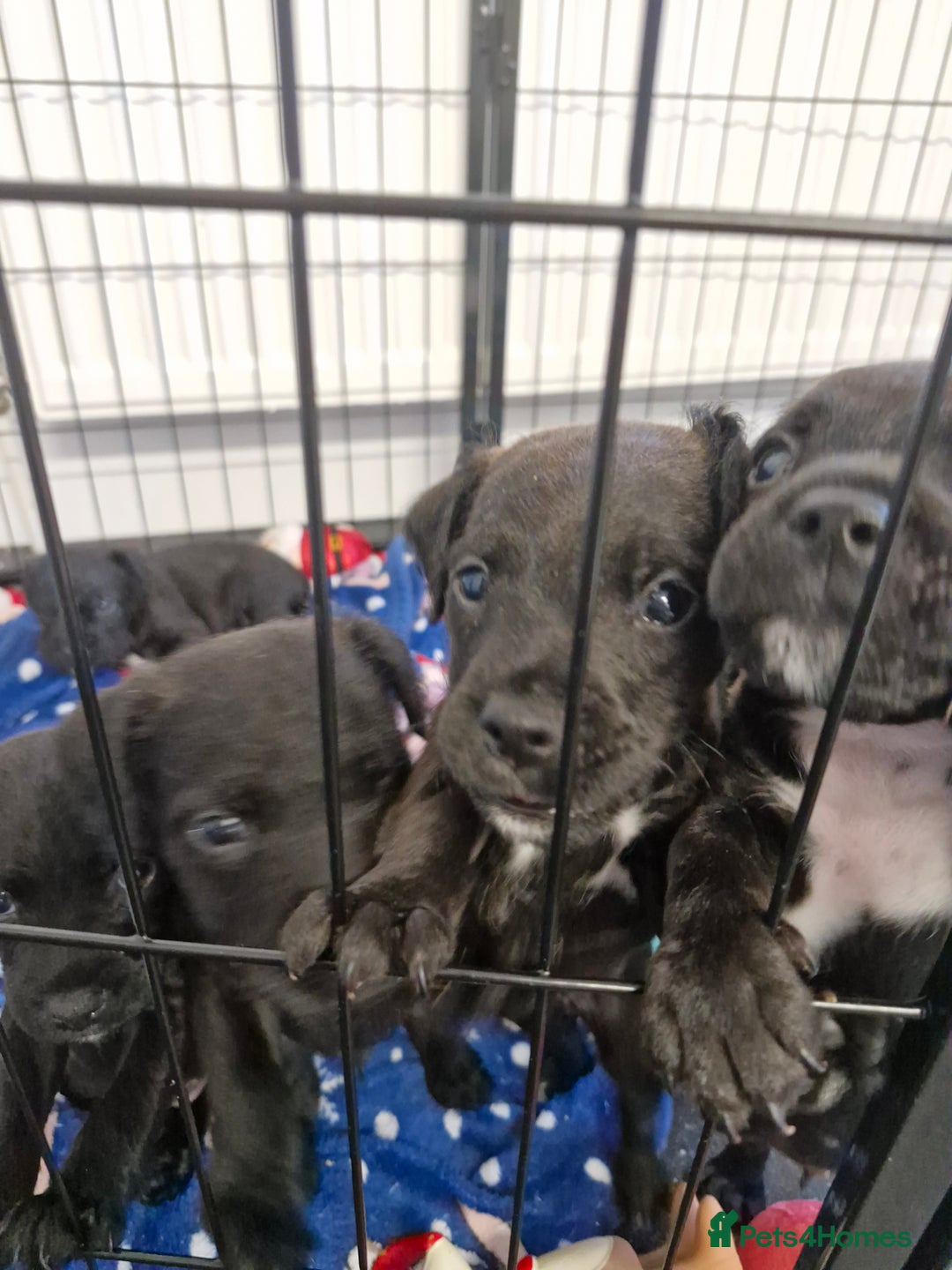 Patterdale Terrier dogs for sale: Patterdale x lakeland  - Image 14