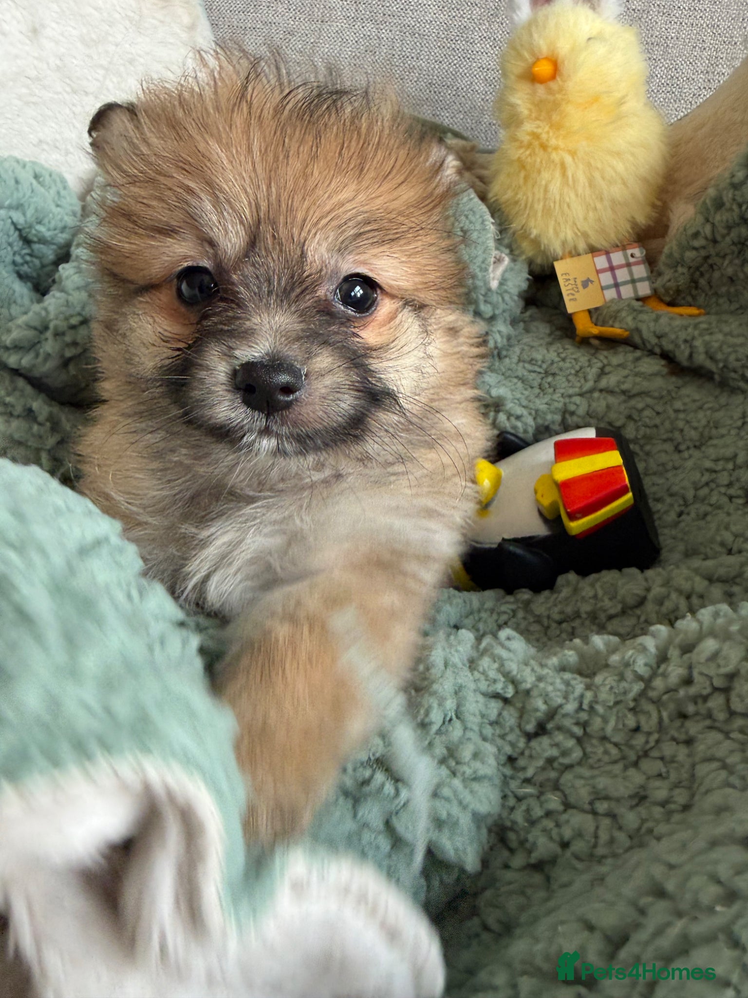 Mixed Breed dogs Rare Shirarian Pomeranian cross health checked  - Advert 1