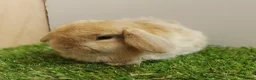 Mini Lop rabbits for sale: Beautiful friendly VHD vaccinated Mini Lop babies - Advert 6