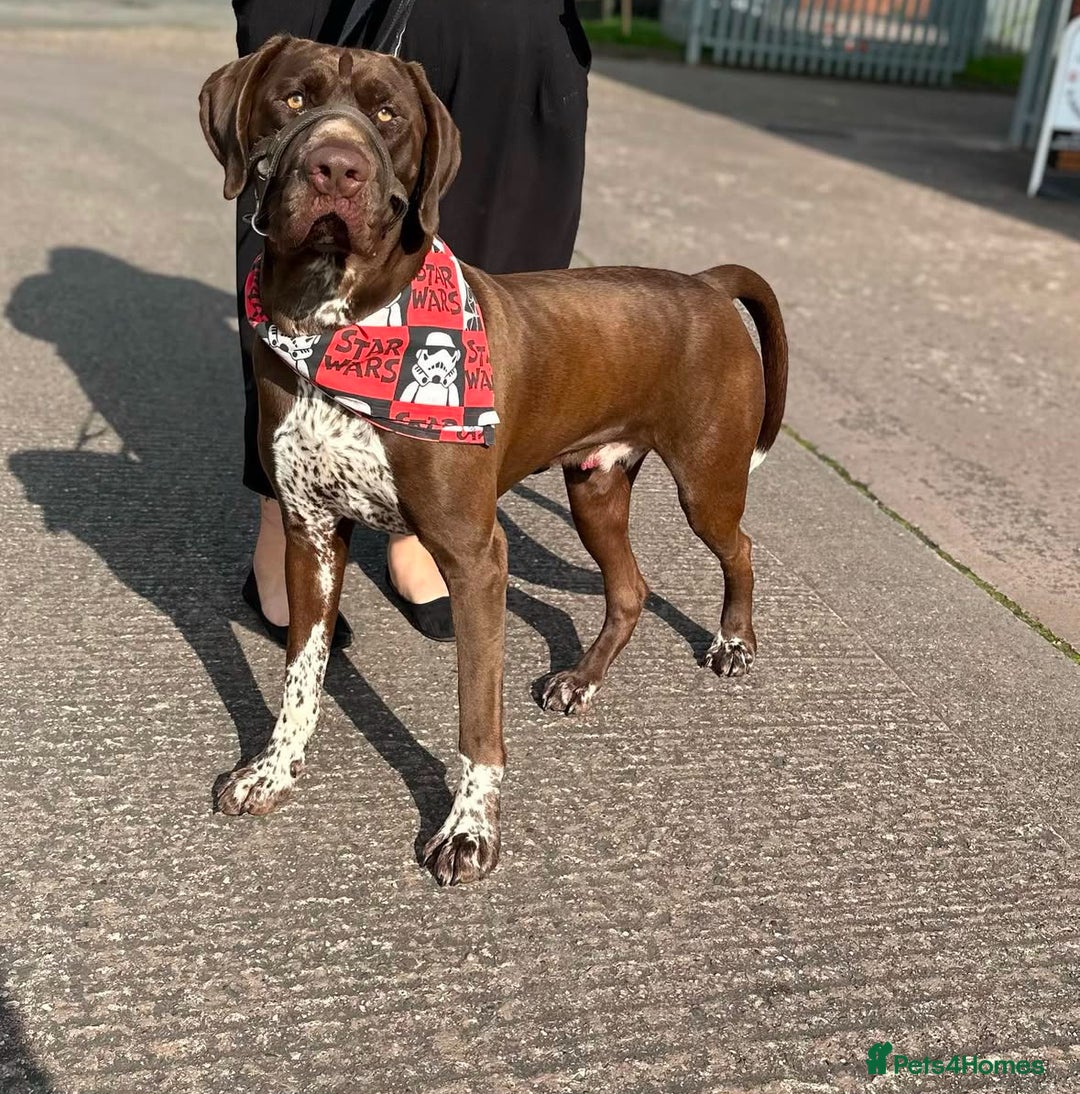 German Shorthaired Pointer dogs for stud: KC registered health tested stud  in Birmingham - Image 1