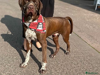 German Shorthaired Pointer dogs in Birmingham - Advert 5