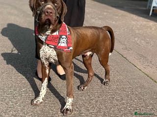 German Shorthaired Pointer dogs KC registered health tested stud in Birmingham - Advert 1