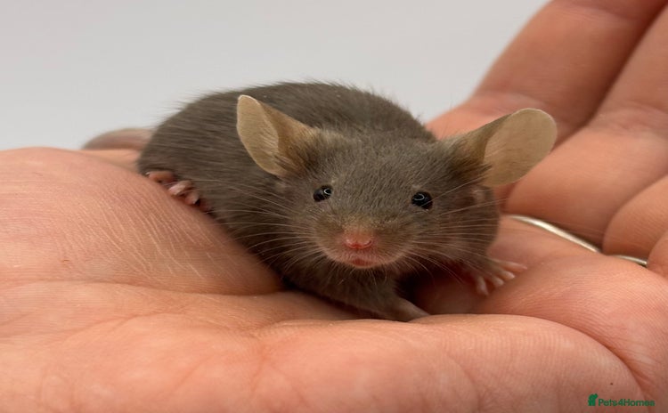 Mouse rodents - Advert 4