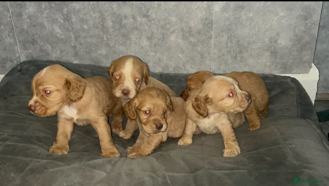 Cocker Spaniel dogs for sale: Cocker spaniel puppies  - Image 3