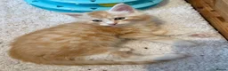 Maine Coon cats for sale: Half maine coon kittens - playful - Advert 6