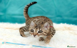 Bengal cats for sale: 🔥Stunning Bengal Kittens last little girl left 🔥 - Image 20