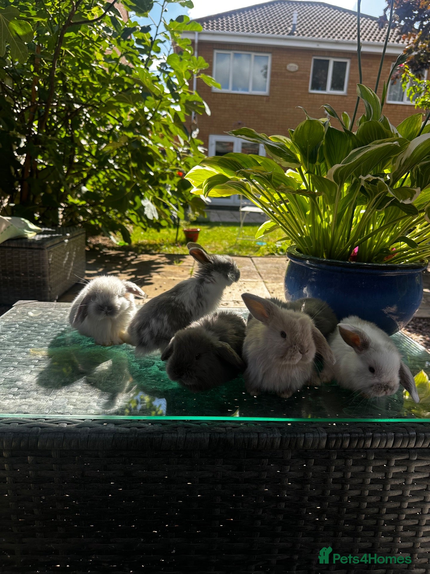 Mini Lop rabbits Stunning pure breed Mini Lops - Advert 1