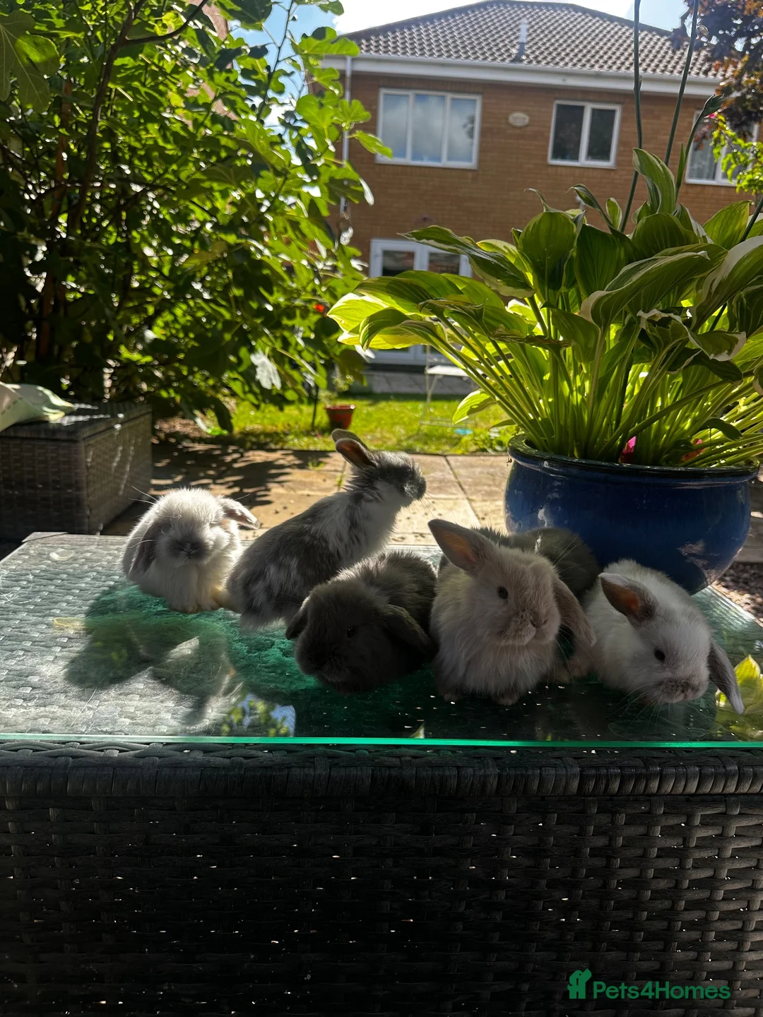 Mini Lop rabbits for sale: Stunning pure breed Mini Lops - Advert 1