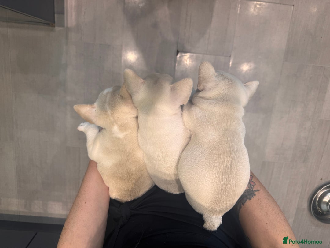 French Bulldog dogs for sale: KC FRENCH BULLDOG PUPPIES - READY NOW - Image 32