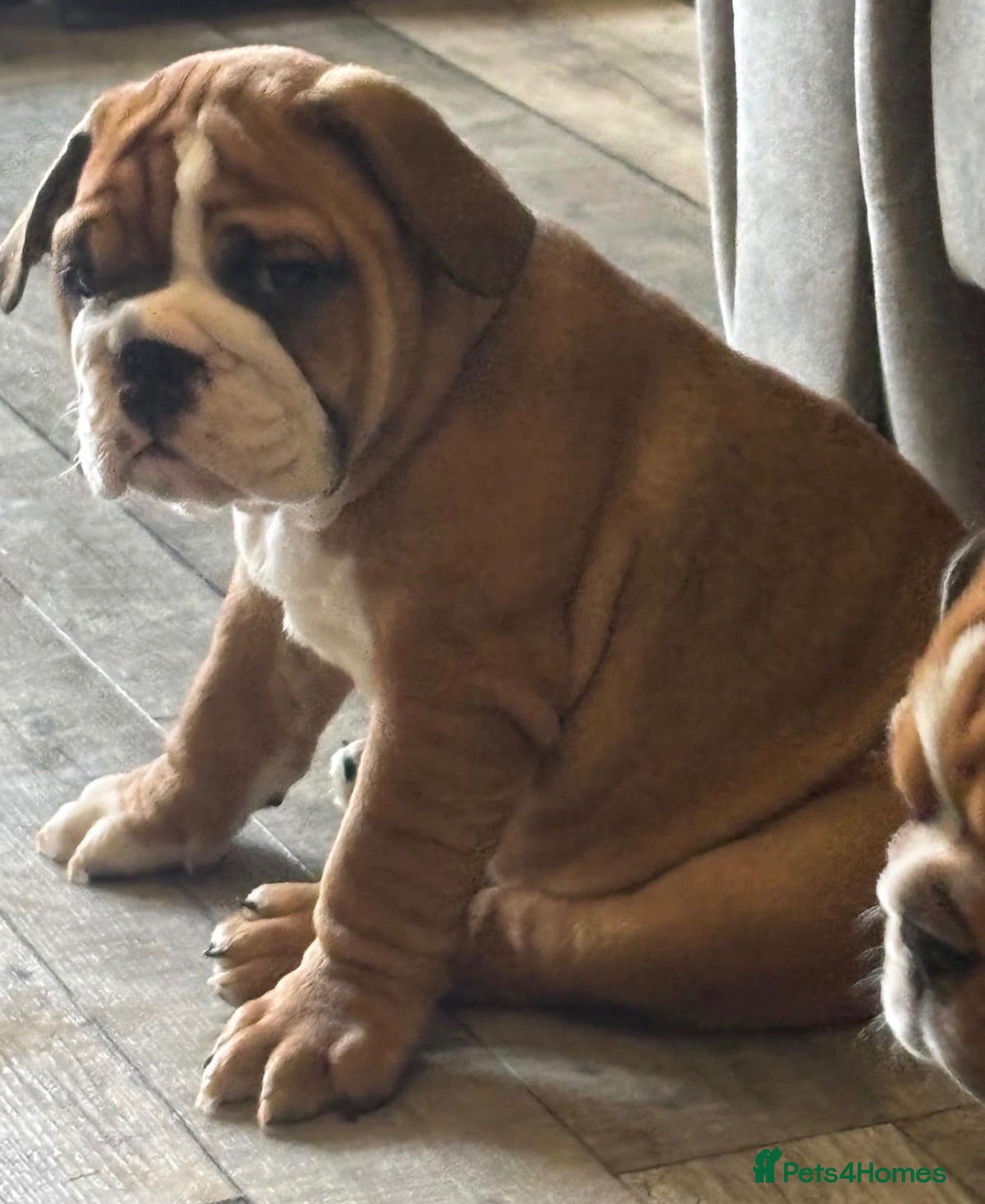 English Bulldog dogs STUNNING TRADITIONAL ENGLISH BULLDOG - Advert 2