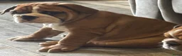 English Bulldog dogs for sale: STUNNING TRADITIONAL ENGLISH BULLDOG - Advert 2