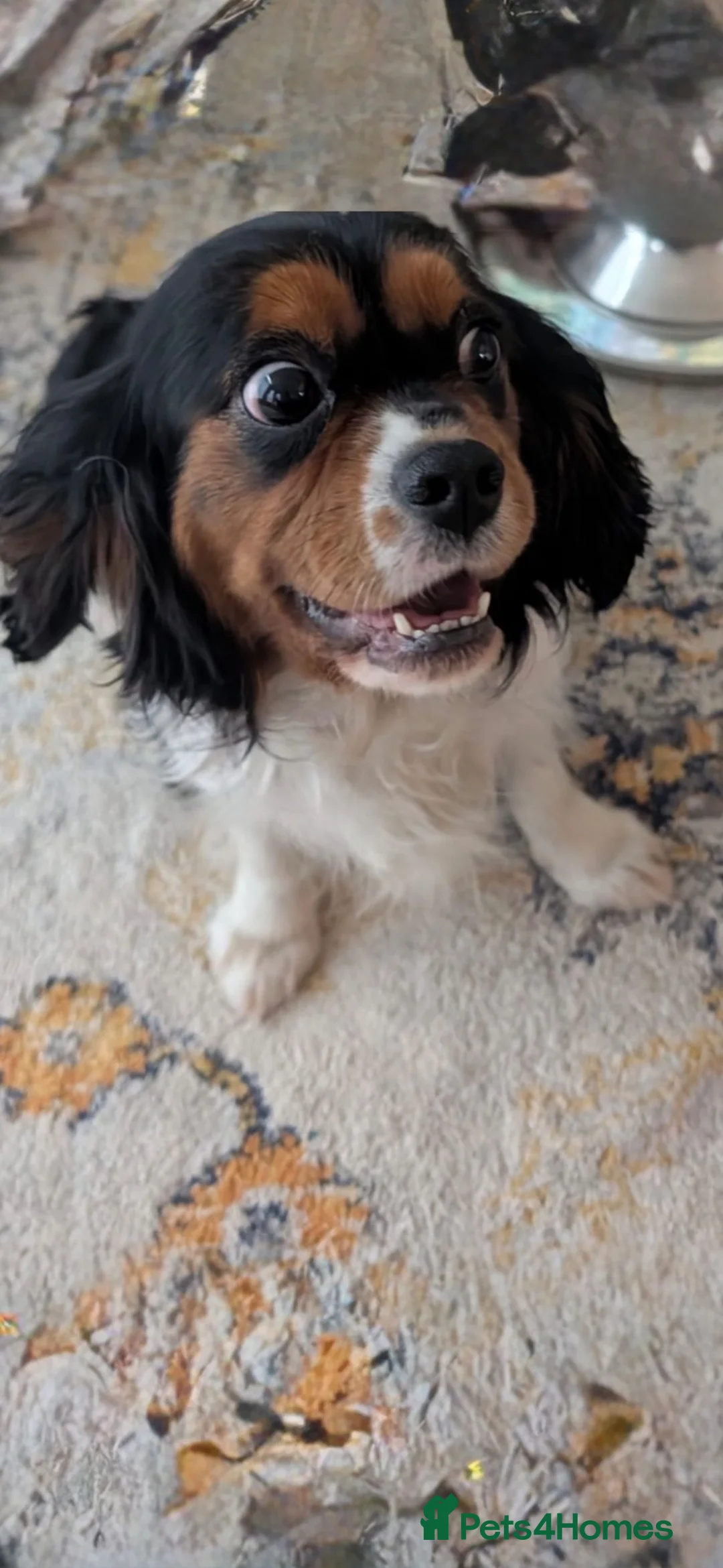 Cavapoo dogs for sale: Cavapoo Boy 8 weeks  - Advert 3