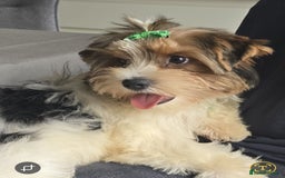Biewer Terrier dogs for sale: BIEWER TERRIER - 2 BOYS - Image 3