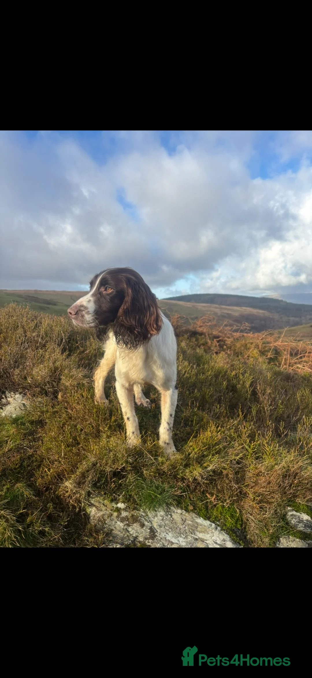 English Springer Spaniel dogs for sale: Kc registered English springer spaniel puppies - Advert 1