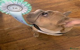 French Bulldog dogs for sale: Full ** French bulldog  - Image 5
