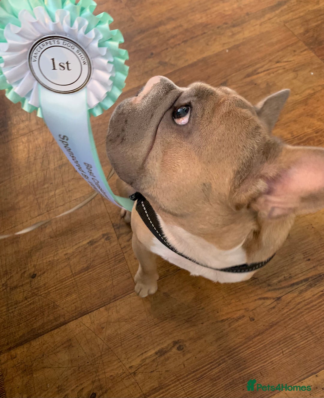 French Bulldog dogs for sale: Full ** French bulldog  - Image 5