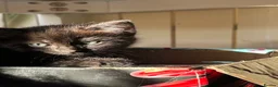 Siamese cats for sale: Beautiful siamese mixed breed kittens - Advert 14