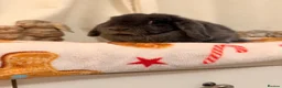 Mini Lop rabbits for sale: Lovely mini lop rabbit available  - Advert 5
