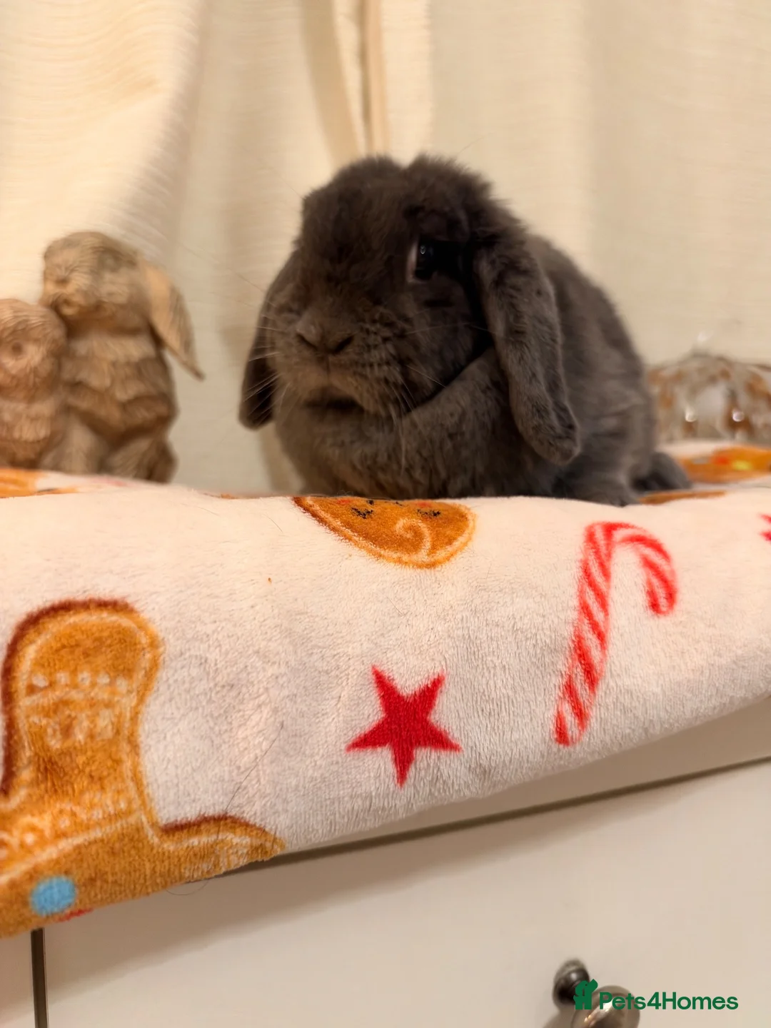 Mini Lop rabbits for sale: Lovely mini lop rabbit available  - Advert 5