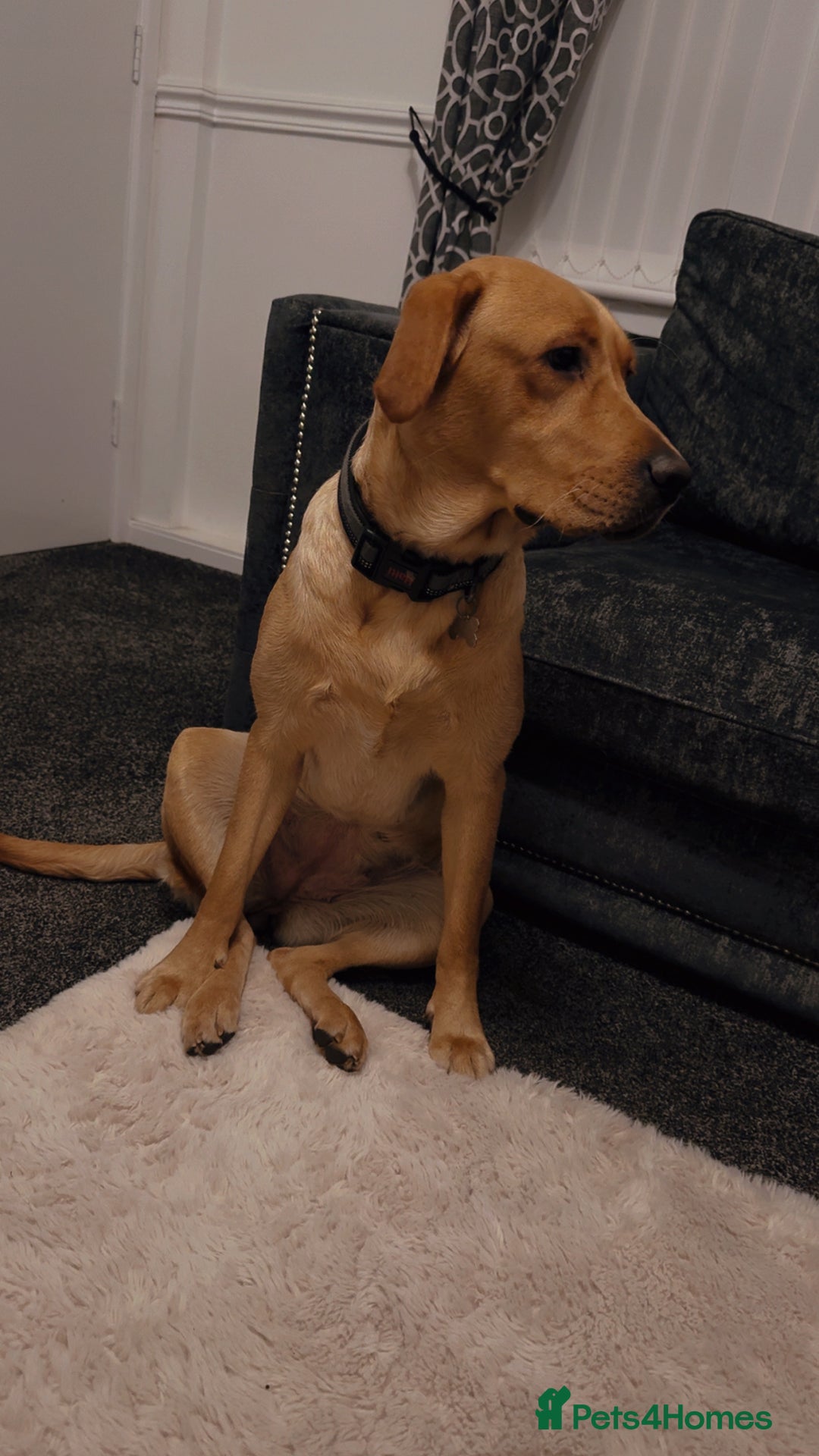 Labrador Retriever dogs for sale: 1 year old bitch Labrador  - Advert 2