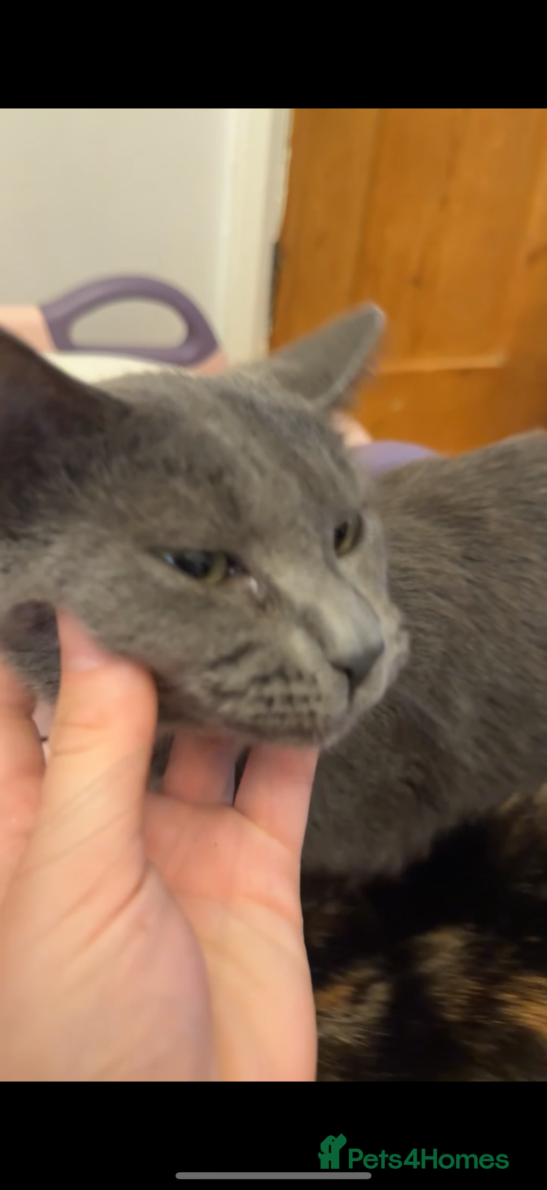 Mixed Breed cats for sale: 3 half Russian blue and mixed breed tabby - Image 5