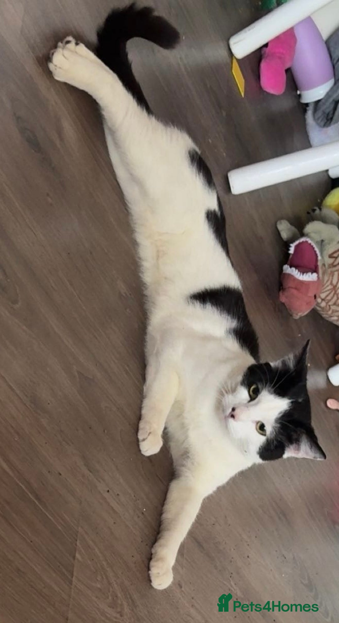 British Shorthair cats for sale: Male black & white loving boy - Advert 1