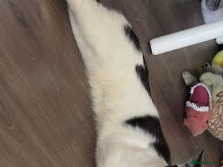 British Shorthair cats Male black & white loving boy - Advert 1