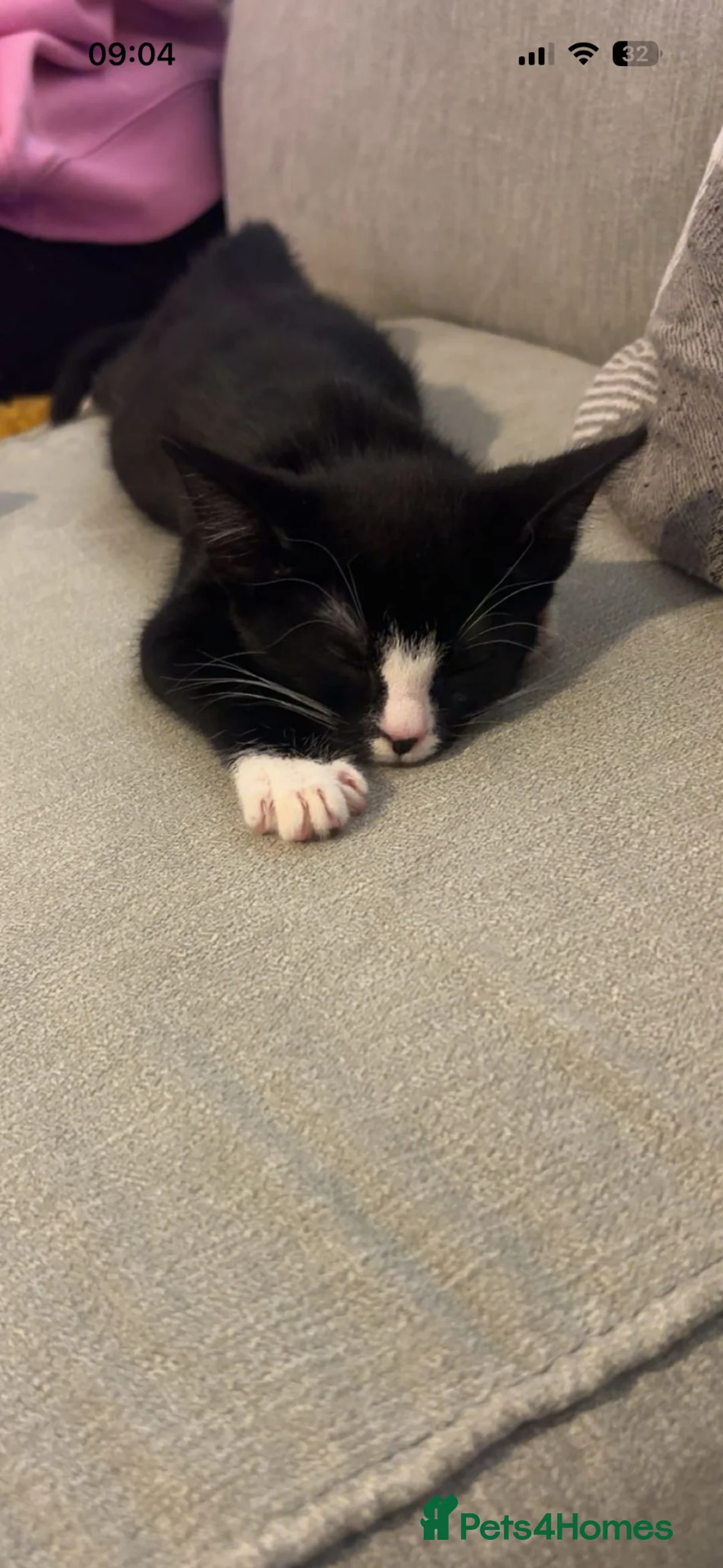 Mixed Breed cats for sale: Mixed breed black and white kitten  - Advert 5