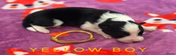 Border Collie dogs for sale: Fully Health Tested, KC registered puppies due - Advert 12