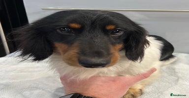 Miniature Dachshund dogs Miniature dachshund puppies short haired - Advert 7