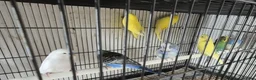 Parakeets birds for sale: Finches canarys doves parakeets parrots  - Advert 33