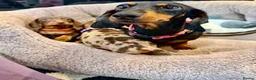 Miniature Dachshund dogs for sale: 🐾✨ GORGEOUS MINIATURE KC DACHSHUND PUPPIES ✨🐾 - Advert 8