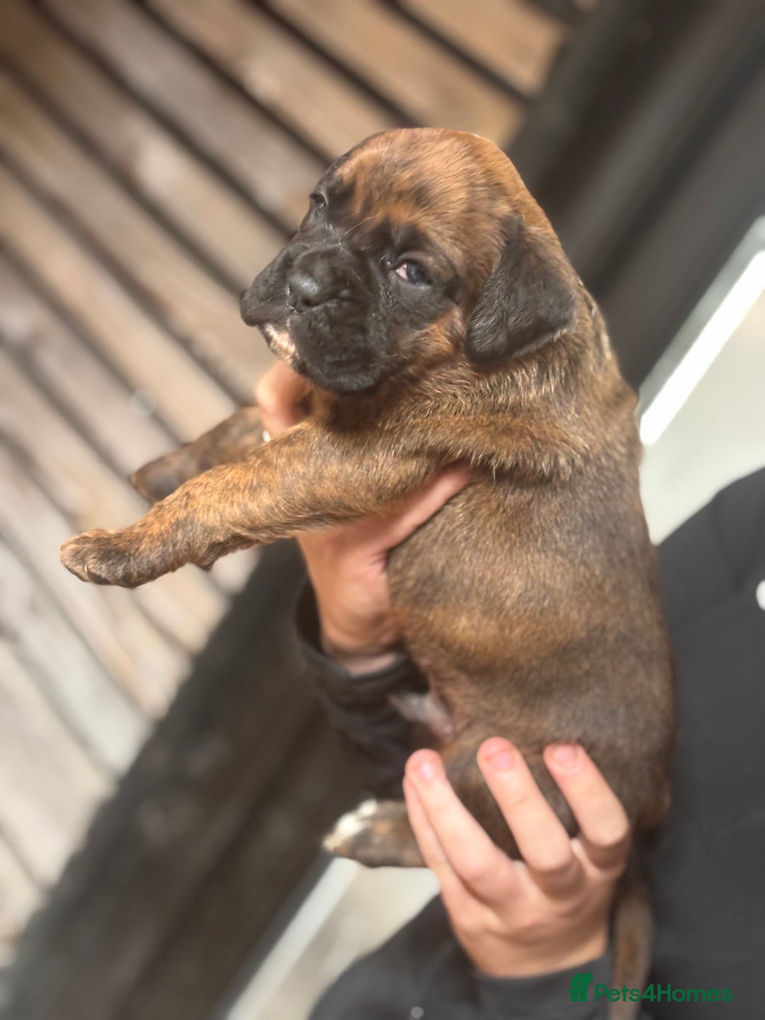 Boxer dogs for sale: 5 male boxer pups  - Image 6