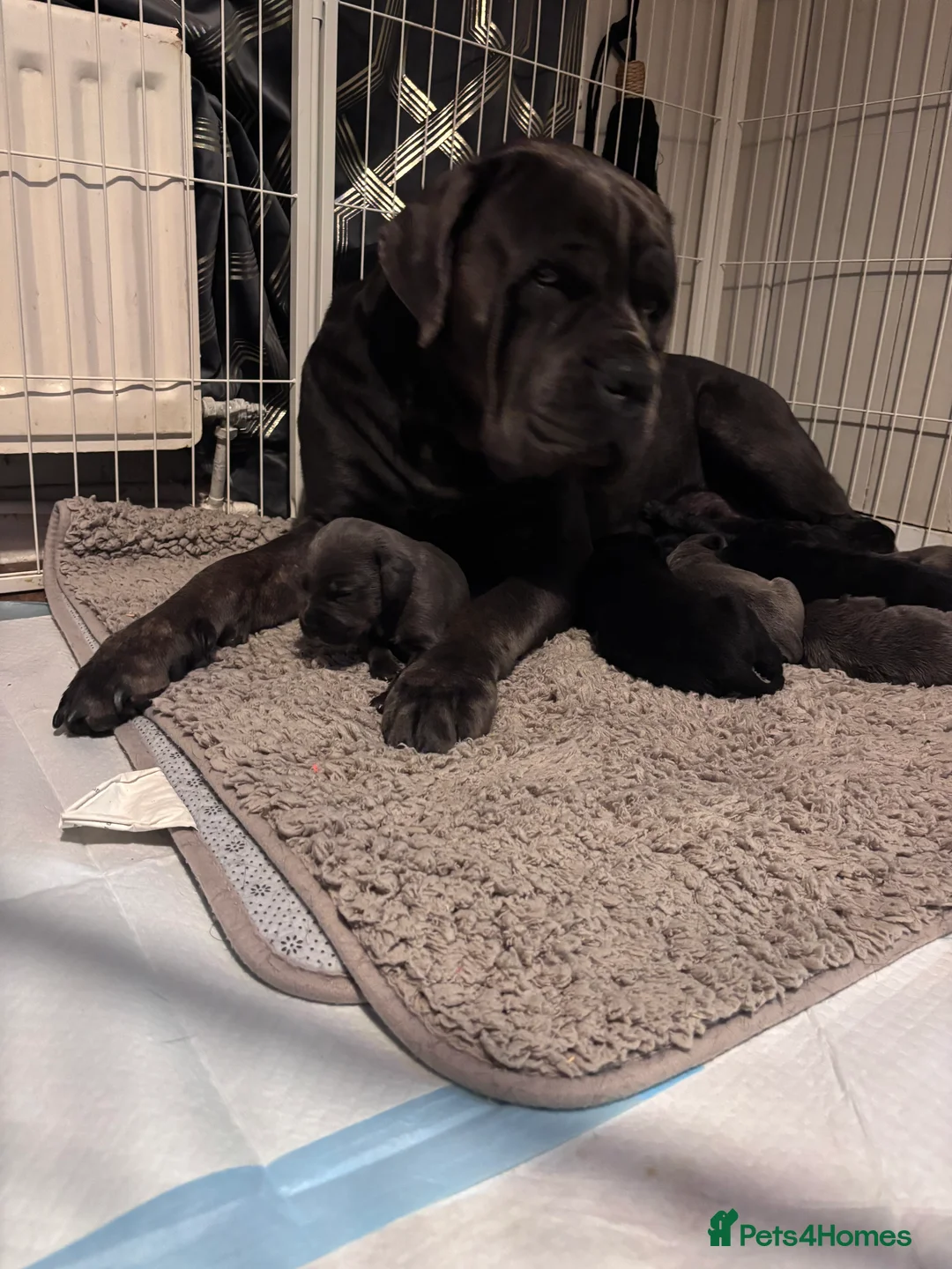 Cane Corso dogs for sale: 9 Cain corso puppies waiting for their foreverhome - Advert 2